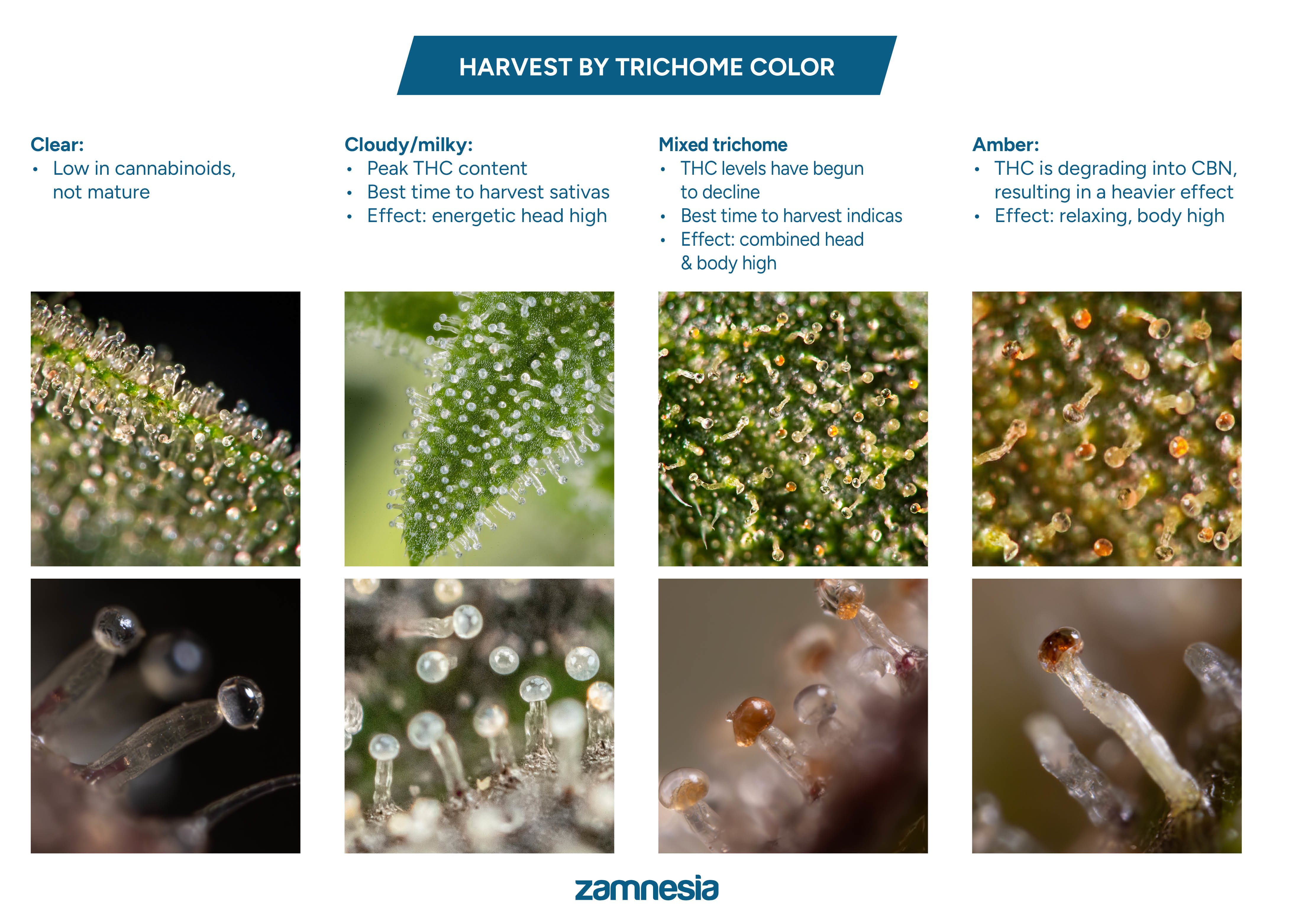 when-to-harvest-cannabis-plants-grow-guide